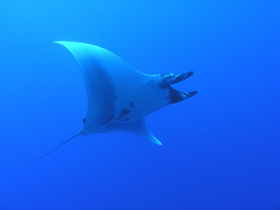40+ Is Kona A Good Island To Visit&nbsp;Package