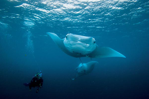 Best Manta Ray Snorkel Hawaii