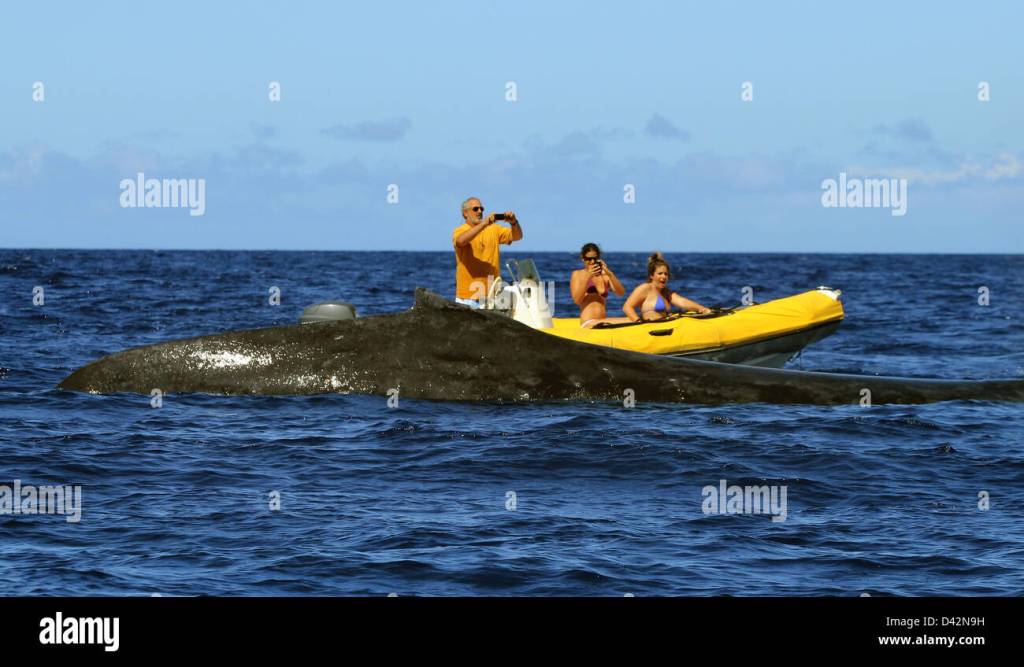 12+ Whale Tours Hawaii Big Island&nbsp;Package