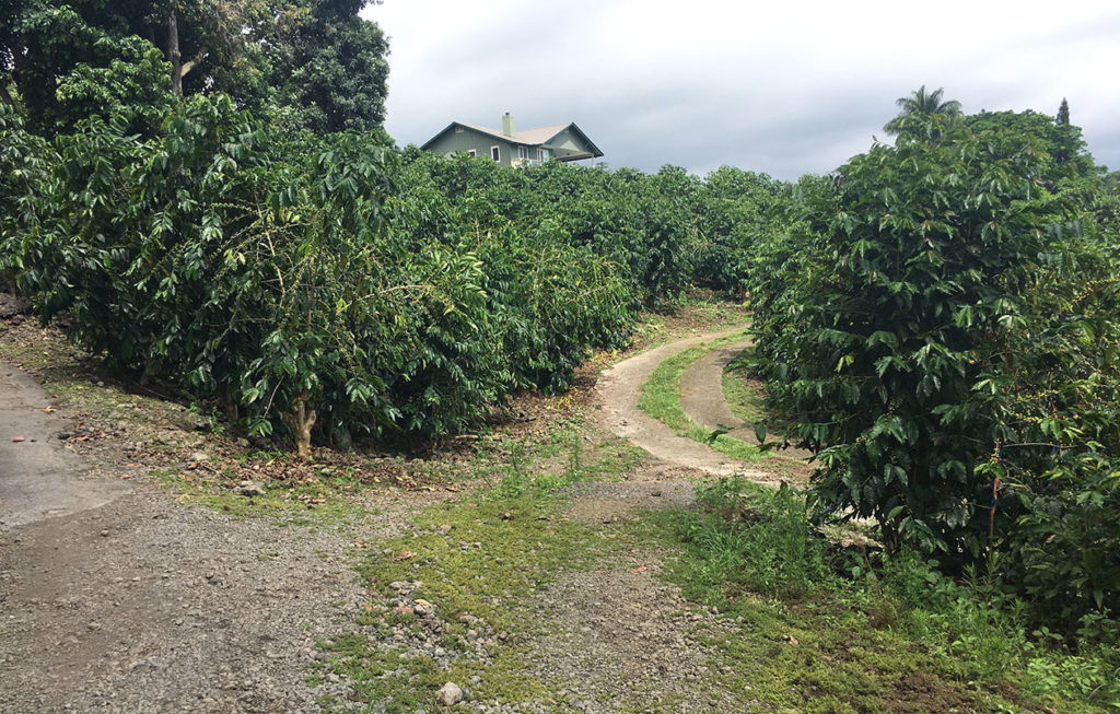 Exploring Coffee Farm Kona Hawaii Package