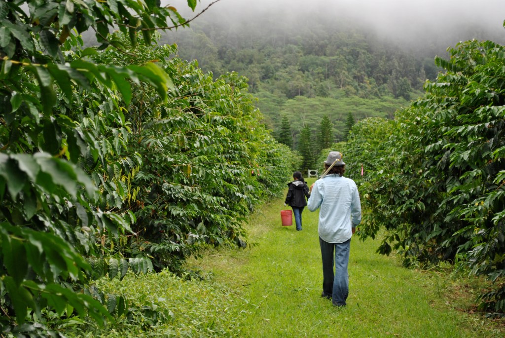 Amazing Big Island Coffee Farms Packages