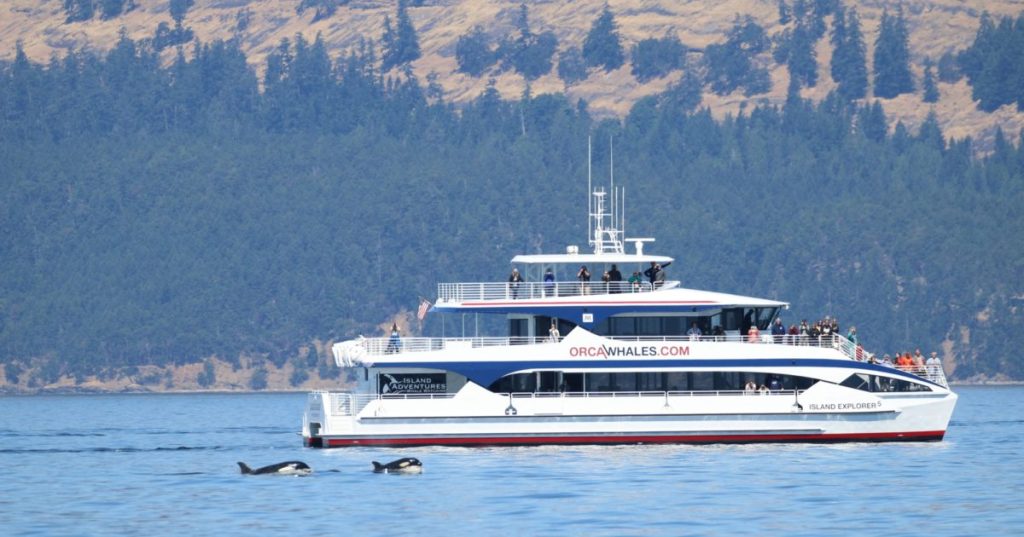 12+ Big Island Whale&nbsp;Tours