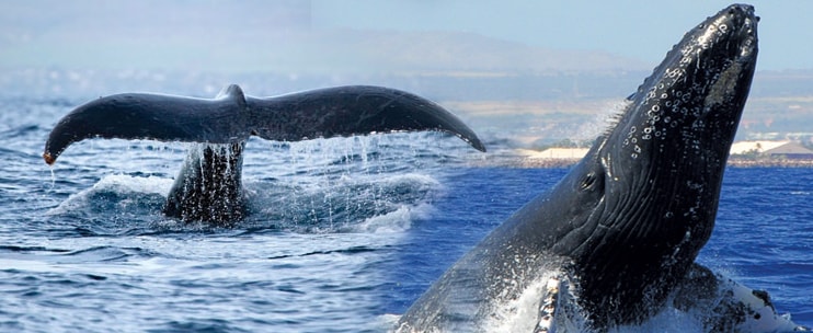 47+ Whale Watching Tours On The Big Island&nbsp;Package