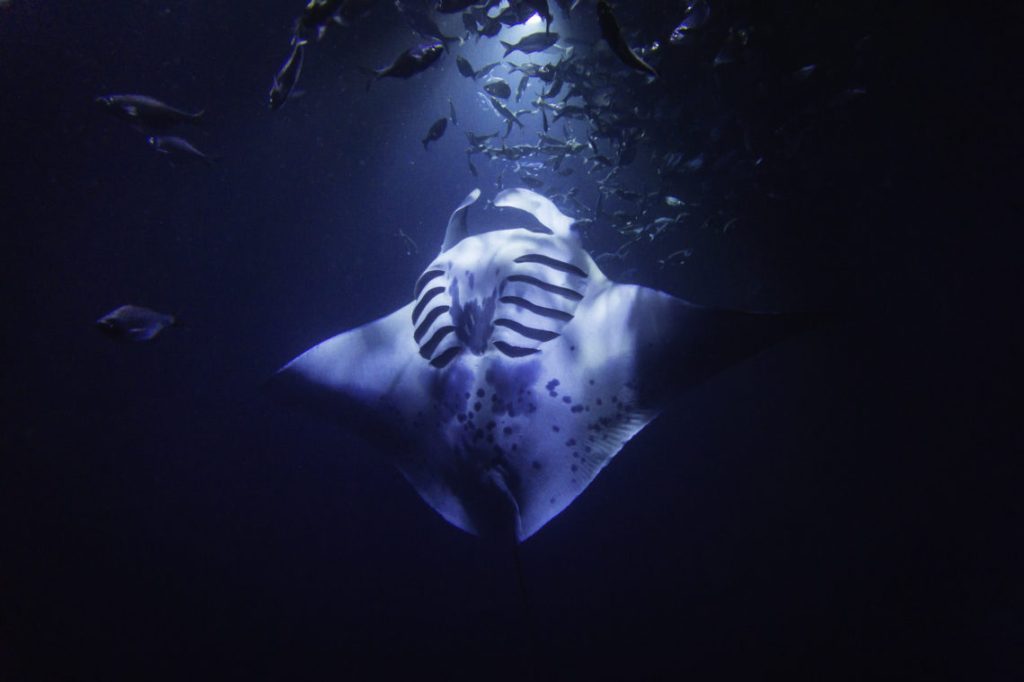 Exploring Best Manta Ray Snorkel Kona Package