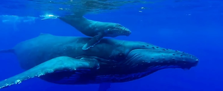 16+ Big Island Whales&nbsp;Packages
