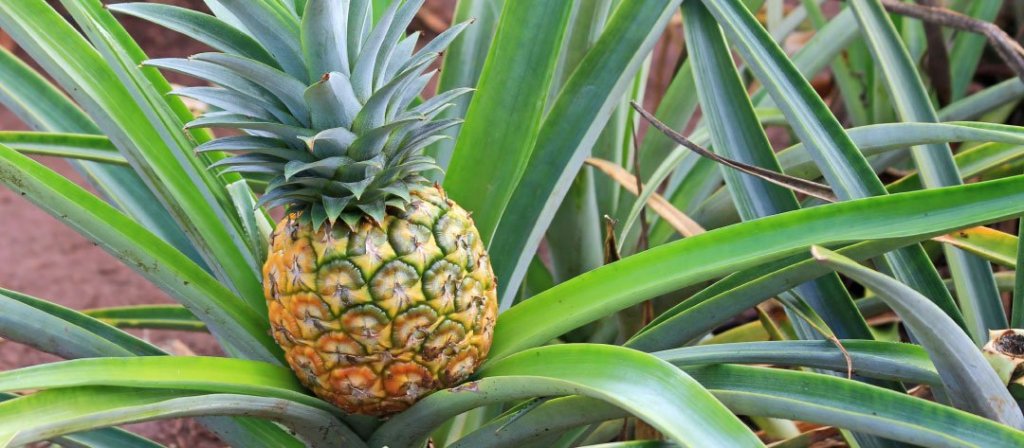 Best Big Island Plantation Tours