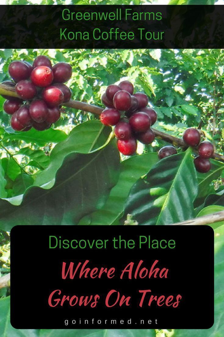 Kona Coffee Tour Big&nbsp;Island