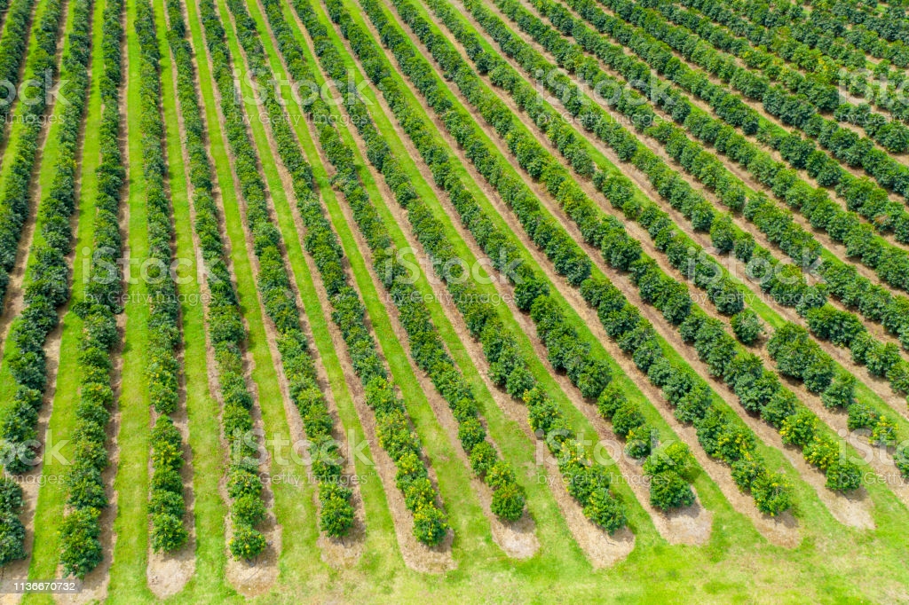 33+ Coffee Plantation Kona Packages