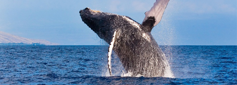 Amazing Big Island Whale Watching Season Packages