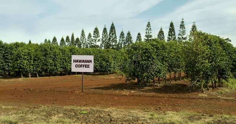 35+ Coffee Plantation Hawaii