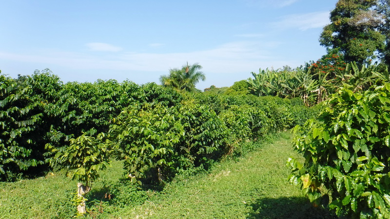 20+ Coffee Plantation In Big Island Package