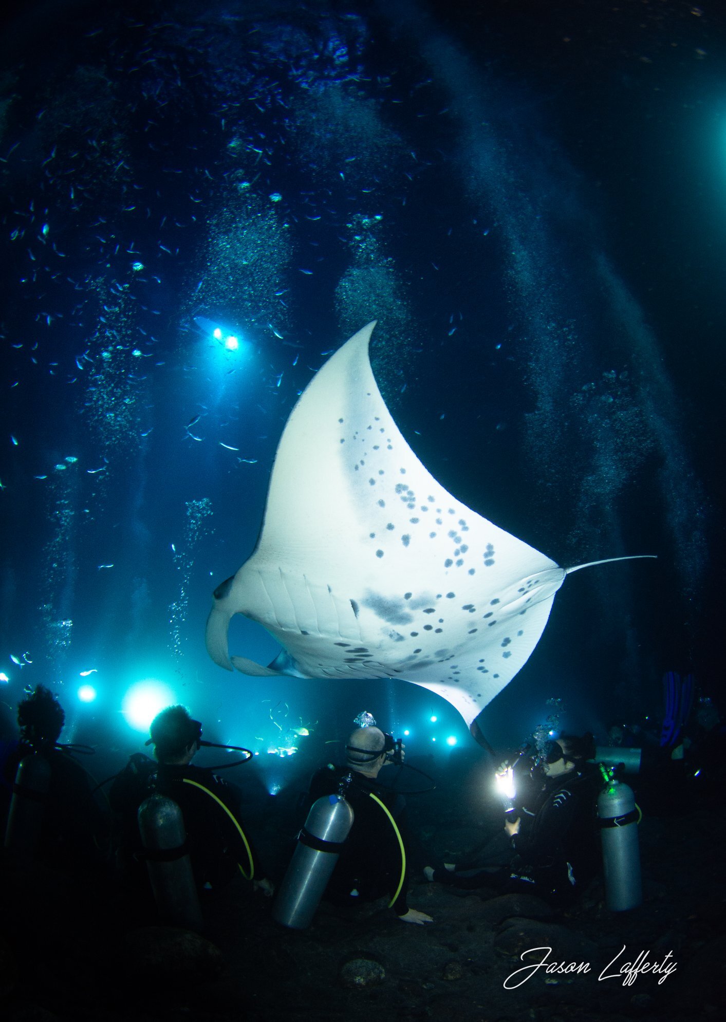 Manta ray snorkel tours puako, hawaii. Manta Ray Dives Of Hawaii
