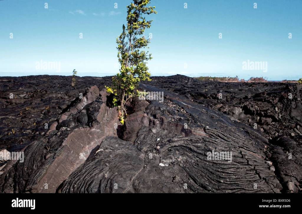 Best Big Island Volcano Trees&nbsp;Packages