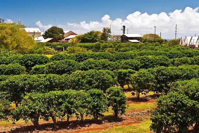 10+ Big Island Farm Tour&nbsp;Packages