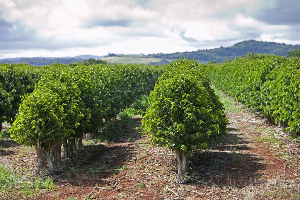 Exploring Coffee Tour Kona Hawaii&nbsp;Packages