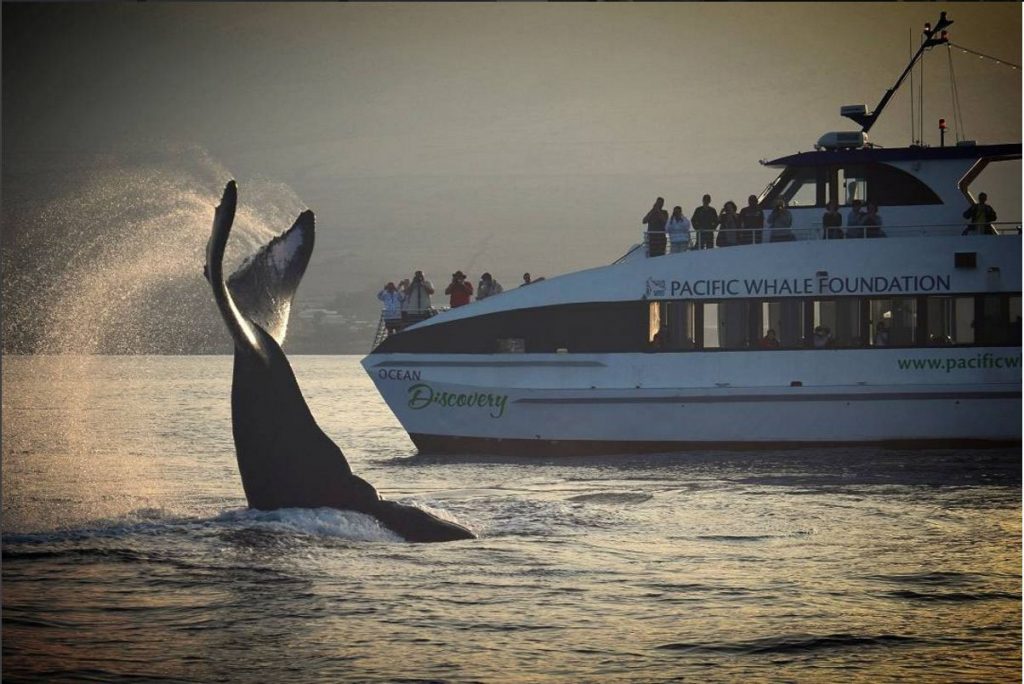 Amazing Whale Watching Boat Tours Big Island&nbsp;Package