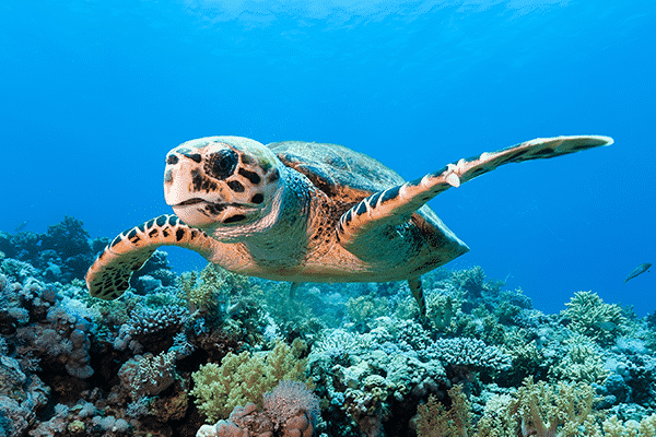 32+ Hawaii Island Tours Big&nbsp;Island