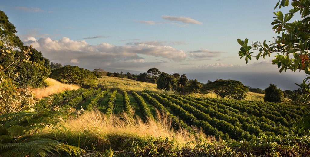 Greenwell Coffee Farm Big Island Hawaii Package