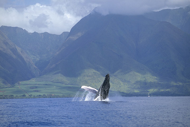 Amazing Big Island Hawaii Whale Watching Tours&nbsp;Packages