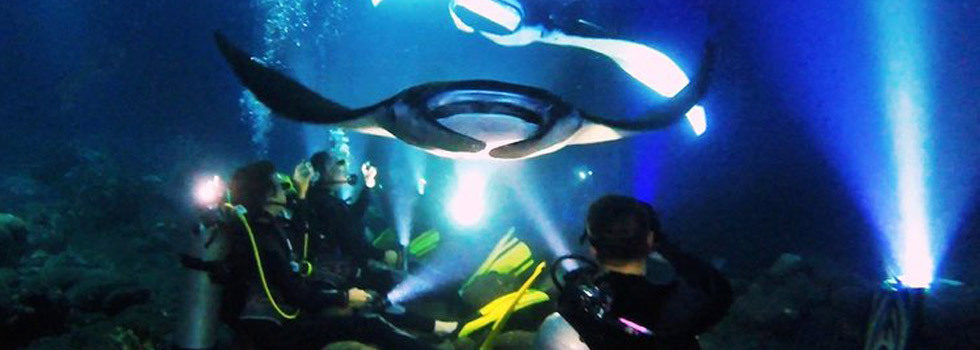 47+ Best Manta Ray Tour Big Island&nbsp;Package